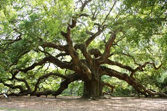 Angel Oak on John’s Island Angel Oak on John’s Island